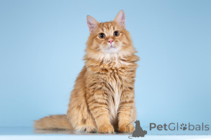 Photo №3. We are looking for the kindest hands for a red fluffy named Buttercup.. Russian Federation