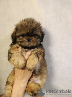 Additional photos: High breed Shih Tzu puppies.