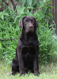 Photo №3. Bred Labrador puppy. Russian Federation