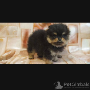 Photo №1. pomeranian - for sale in the city of Vladimir | negotiated | Announcement № 15544