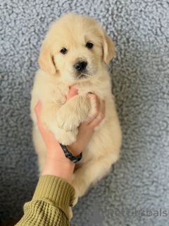 Photo №4. I will sell golden retriever in the city of Munich. breeder - price - negotiated