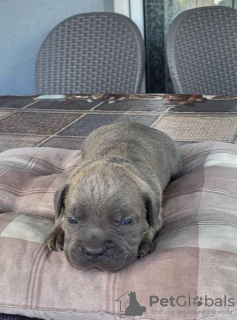 Photo №4. I will sell cane corso in the city of Kragujevac.  - price - negotiated