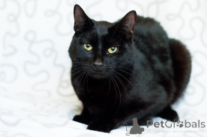 Photo №3. Affectionate Tikhon. Belarus