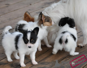 Photo №1. papillon dog - for sale in the city of Mora | negotiated | Announcement № 158402