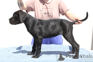Photo №2 to announcement № 140502 for the sale of cane corso - buy in Romania breeder
