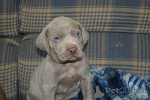 Photo №1. weimaraner - for sale in the city of Chorherrn | negotiated | Announcement № 91595