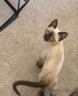 Photo №3. Siamese Cats for Sale Loyal, Vocal, and Beautiful. Germany