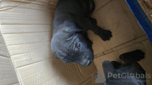 Photo №2 to announcement № 110552 for the sale of cane corso - buy in Uzbekistan private announcement