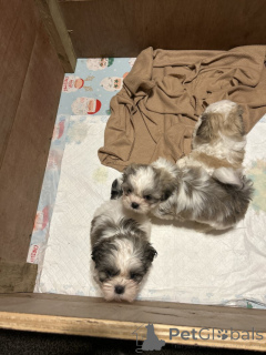 Photo №2 to announcement № 155752 for the sale of shih tzu - buy in United States private announcement