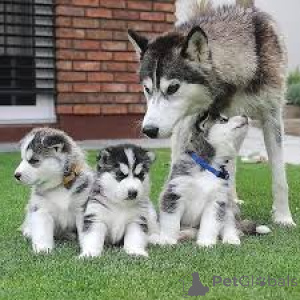 Photo №1. siberian husky - for sale in the city of Vienna | 723$ | Announcement № 163872