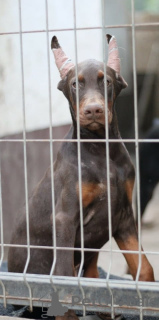 Photo №2 to announcement № 54824 for the sale of dobermann - buy in Serbia private announcement