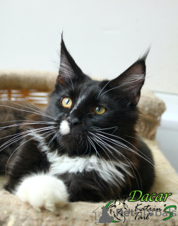 Photo №1. maine coon - for sale in the city of St. Petersburg | 308$ | Announcement № 19430
