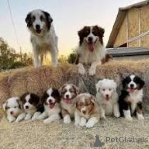 Photo №1. australian shepherd - for sale in the city of Marseilles | 826$ | Announcement № 166835