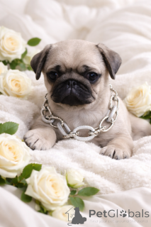 Photo №1. pug - for sale in the city of Dnipro | 516$ | Announcement № 165045
