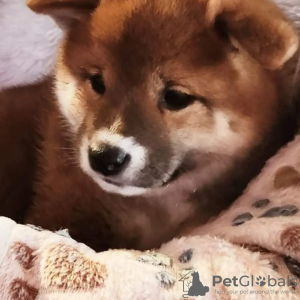 Photo №2 to announcement № 95779 for the sale of shiba inu - buy in Poland breeder