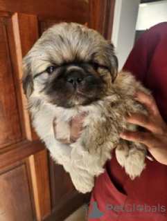 Photo №2 to announcement № 126468 for the sale of pekingese - buy in Germany private announcement