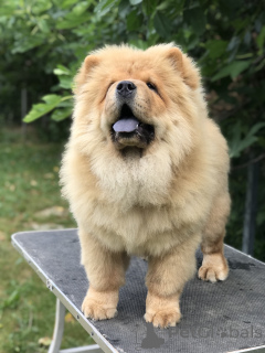 Photo №2 to announcement № 144418 for the sale of chow chow - buy in Serbia breeder