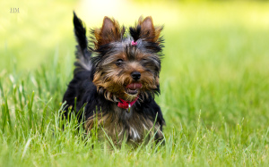 Photo №1. yorkshire terrier - for sale in the city of Zhytomyr | 600$ | Announcement № 7046