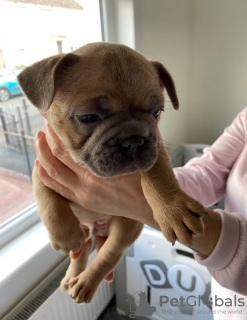 Additional photos: French bulldog puppies for sale