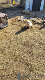 Photo №3. Great Pyrenees Puppies for sale. Germany