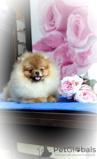 Photo №2 to announcement № 87952 for the sale of pomeranian - buy in Belarus breeder