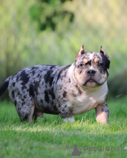Photo №1. american bully - for sale in the city of Augsburg | 940$ | Announcement № 147471