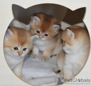 Photo №3. British Shorthair kittens Golden Chinchilla. Sweden