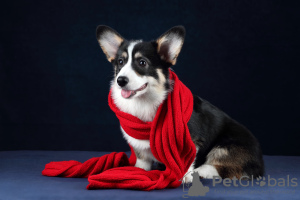 Photo №1. welsh corgi - for sale in the city of St. Petersburg | negotiated | Announcement № 70079