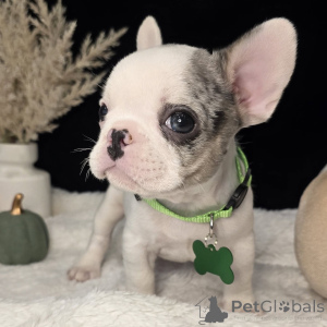 Photo №4. I will sell french bulldog in the city of Inch Beach. private announcement - price - negotiated
