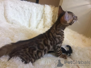 Photo №1. savannah cat - for sale in the city of Москва | Is free | Announcement № 124309