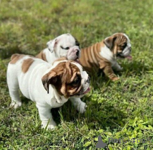 Photo №1. english bulldog - for sale in the city of Hattingen | 465$ | Announcement № 169438