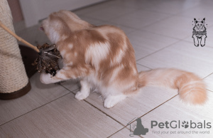 Additional photos: Maine Coon cat STARKS TESSA