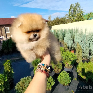 Photo №2 to announcement № 173359 for the sale of pomeranian - buy in Slovakia private announcement