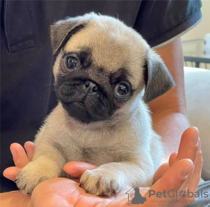 Photo №1. pug - for sale in the city of Perth | 400$ | Announcement № 80051