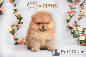 Photo №2 to announcement № 97640 for the sale of pomeranian - buy in Serbia 