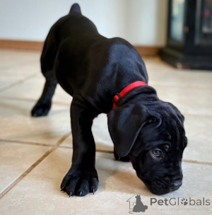 Photo №4. I will sell cane corso in the city of FAGERVIK. breeder - price - negotiated
