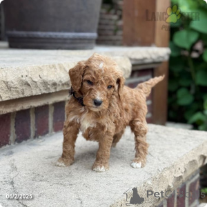 Photo №2 to announcement № 147530 for the sale of poodle (royal) - buy in United States from the shelter