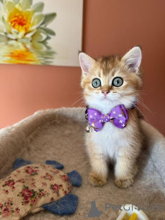 Photo №1. british shorthair - for sale in the city of Aarschot | negotiated | Announcement № 158620