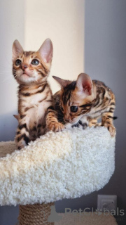 Photo №1. bengal cat - for sale in the city of Linköping | 706$ | Announcement № 153204