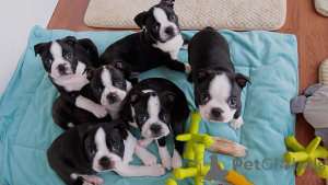 Photo №1. boston terrier - for sale in the city of Prague | negotiated | Announcement № 167460