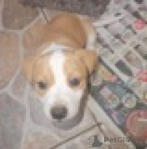 Photo №2 to announcement № 128424 for the sale of jack russell terrier - buy in Germany breeder