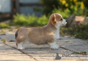 Photo №1. welsh corgi - for sale in the city of Cherepovets | 2366$ | Announcement № 11543