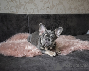 Photo №2 to announcement № 19762 for the sale of french bulldog - buy in Belarus from nursery