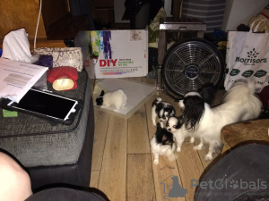 Photo №2 to announcement № 109044 for the sale of papillon dog - buy in Netherlands 