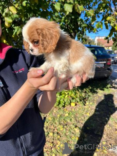 Additional photos: Cavalier King Charles Spaniel