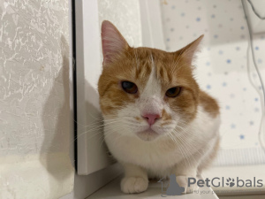 Additional photos: Charming red cat Bonechka is looking for a home and a loving family!