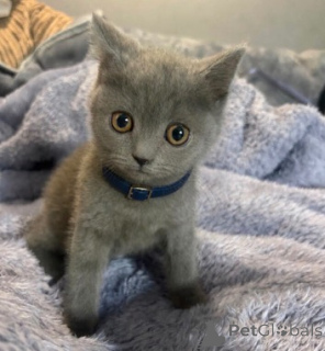 Photo №1. british shorthair - for sale in the city of London Borough of Camden | negotiated | Announcement № 173851
