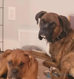 Photo №4. I will sell dogue de bordeaux in the city of Taufkirchen. private announcement - price - 599$