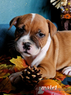 Additional photos: Staffie puppies