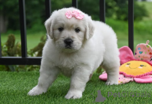 Photo №4. I will sell golden retriever in the city of Marseilles. private announcement, breeder - price - 1032$